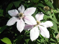 image of clematis #8