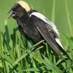 image of bird