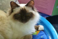 image of birman #12