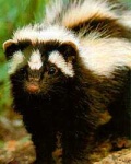 image of skunk