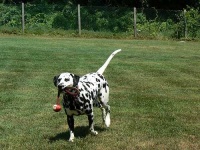 image of dalmatian