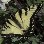 image of animal