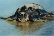 image of leatherback_turtle