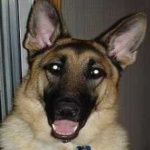 image of german_sheperd #11