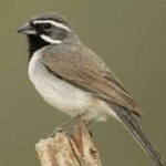 image of black_throated_sparrow #24