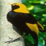 image of bird