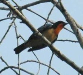 image of jacamar