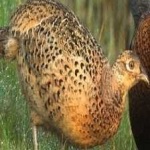 image of bird