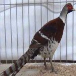 image of bird