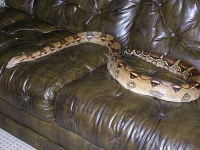 image of boa_constrictor #19