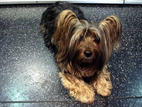 image of silky_terrier #5