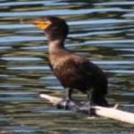 image of bird