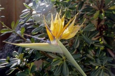 image of flower
