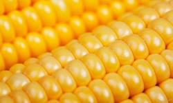 image of sweetcorn #5