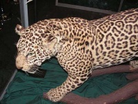 image of jaguar_car