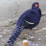 image of bird
