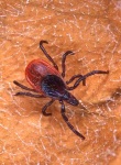 image of tick