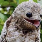 image of bird