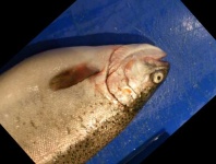 image of fish