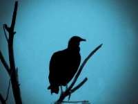 image of animal