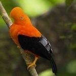 image of bird