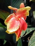 image of flower