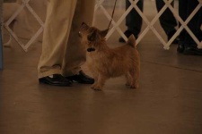 image of norwich_terrier