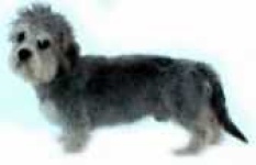 image of dandie_dinmont