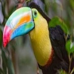 image of bird