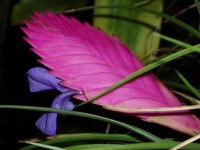 image of flower