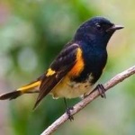 image of bird