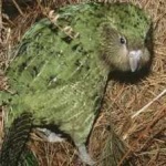 image of bird