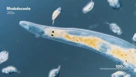 image of parasitic_flatworms
