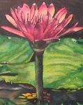 image of water_lilly