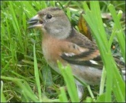 image of brambling