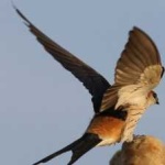 image of bird