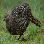 image of bird