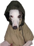 image of whippet