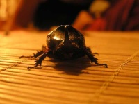 image of rhinoceros_beetle #21