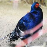 image of bird