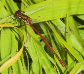 image of damselfly