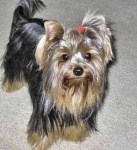 image of yorkshire_terrier #13