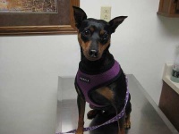 image of animal