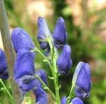 image of flower
