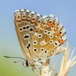 image of animal