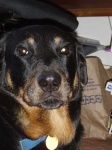 image of rottweiler