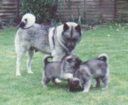 image of norwegian_elkhound