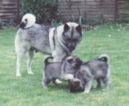 image of norwegian_elkhound #18