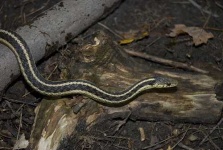 image of garter_snake