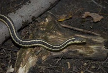 image of garter_snake #34